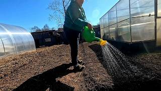 Самая Первая и Важная ПОДКОРМКА ЧЕСНОКА И ЛУКА!! - 18 