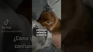 Cómo Generar Confianza Con Tu Conejito?