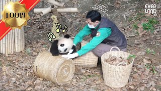 청소하는 작은할배를 가만두지 않는 찰거머리 #푸바오 | 에버랜드 판다월드 (Baby Panda 'FuBao') [판다.zip]