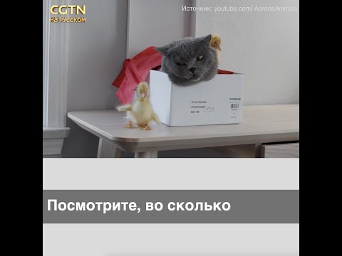 Как справиться с детьми во время карантина