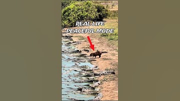 THIS IS WHY CROCODILE WON