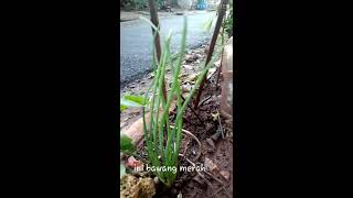 Coba Lihat Kebunku Di Depan Rumah Daunya Hijau Hijau