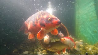 Gopro Hero 4 Black , UnderWater Test 4x Speed