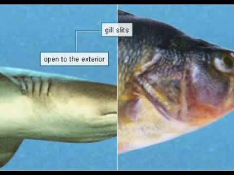 Wideo: Czy ryby kostne mają zapinki?