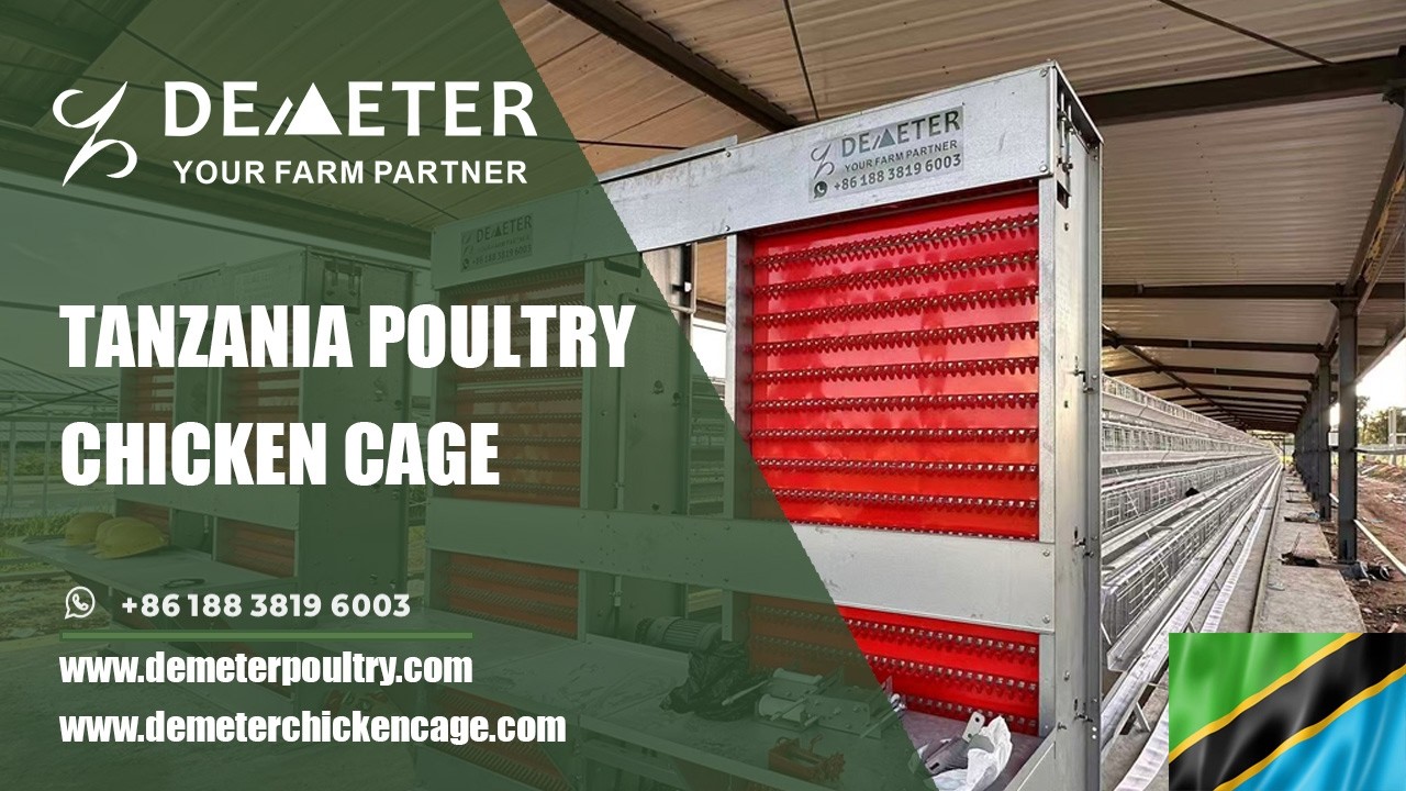 Dar es Salaam, Tanzania  Poultry Farm Best Sale Chicken Layer Farm Battery Auto Cage System