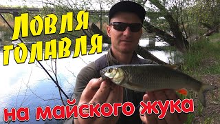 видео: Ловля голавля на майского жука. Как ловить голавля на майского жука картинка: Ловля голавля на майского жука. Как ловить голавля на майского жука