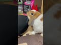 ママからおやつをもらったら可愛くお礼ができるたれ耳うさぎ #うさぎ #うさぎのいる暮らし #bunny #ホーランドロップ #shorts
