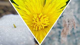 The Problem With False Spring