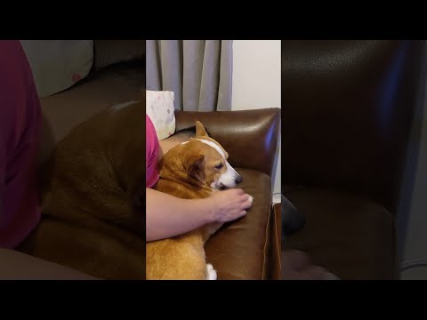 Spoiled Corgi Won't Accept Not Being Pet || ViralHog