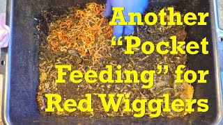 'Pocketfed' red wiggler worm bin on day 68  vermicompost