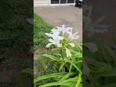 Video: Pob agapanthus paj txhua xyoo?