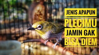pleci bustomi memanggil lawan