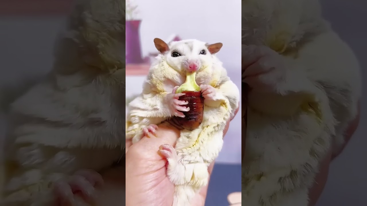 Once You Eat The Silkworm Chrysalis, You Will Feel Anxious