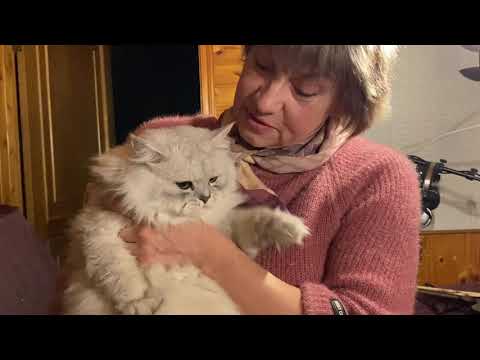 Видео: Как сбрить кошачью шерсть (с иллюстрациями)
