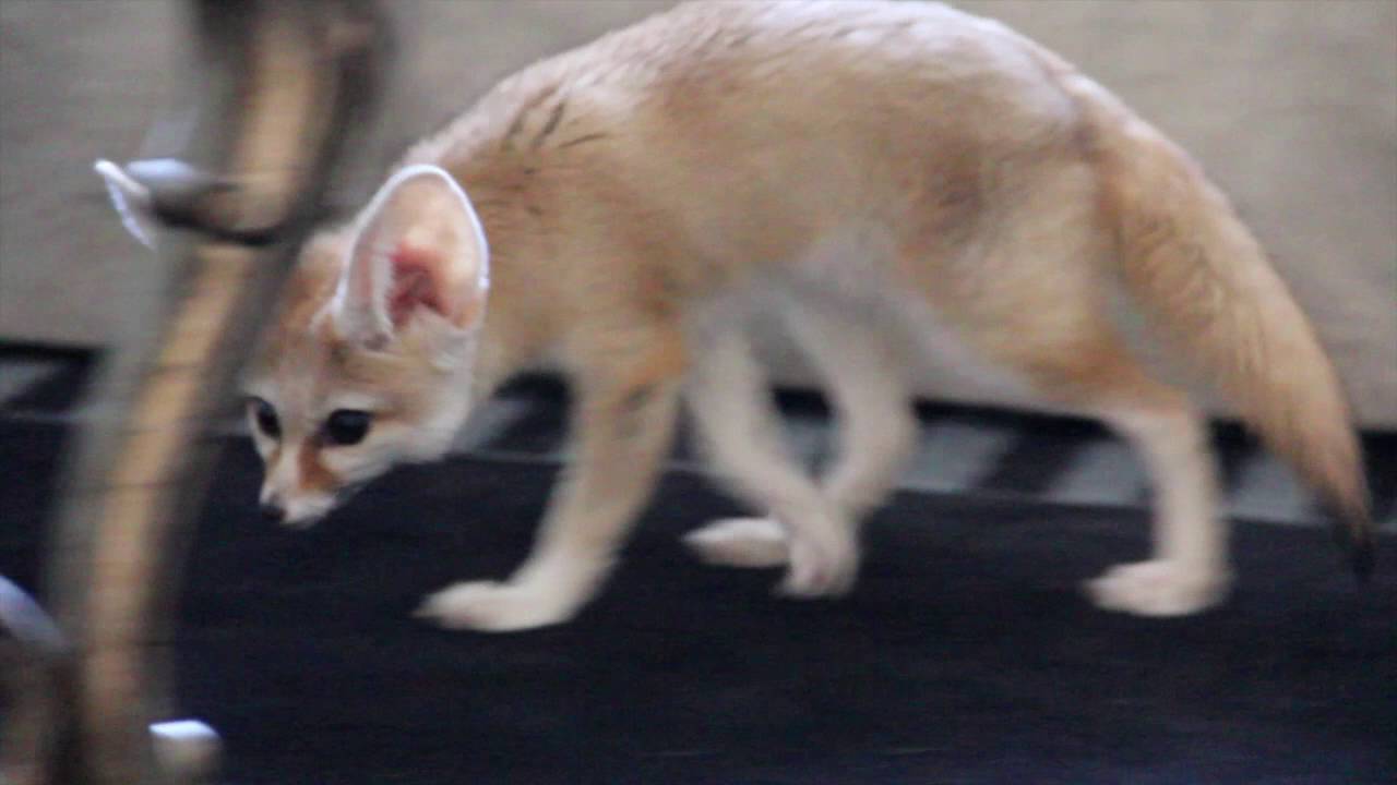 pets and animals for sale Sneaky Little Fennec Fox