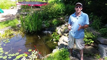 How Often Do You Service A Pond