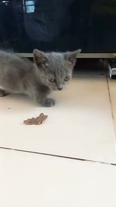 cat kiu kyt fruih kig jfh kk