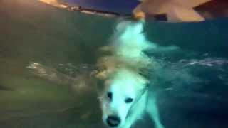 12 Yo Golden Retriever Service Dog Tj Sneezes Underwater - Slow Mo