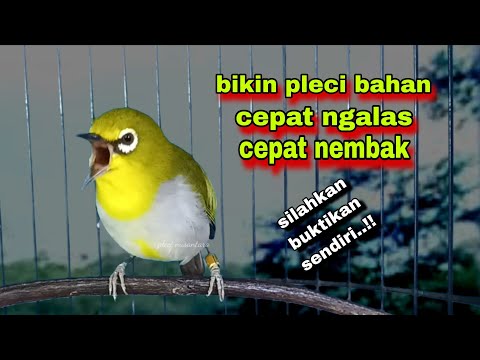 Pleci Ngalas Standar 123,Semua Pleci Pasti Nyaut || Pleci Bustomi Gacor