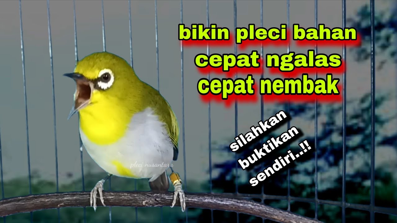 Suara Burung Pleci Gacor Ngalas Nembak,Terbaik Untuk Pancingan Pleci Bustomi Bahan Biar Gacor