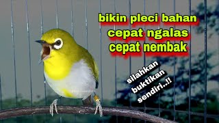 Suara Burung Pleci Gacor Ngalas Nembak,Terbaik Untuk Pancingan Pleci Bustomi Bahan Biar Gacor