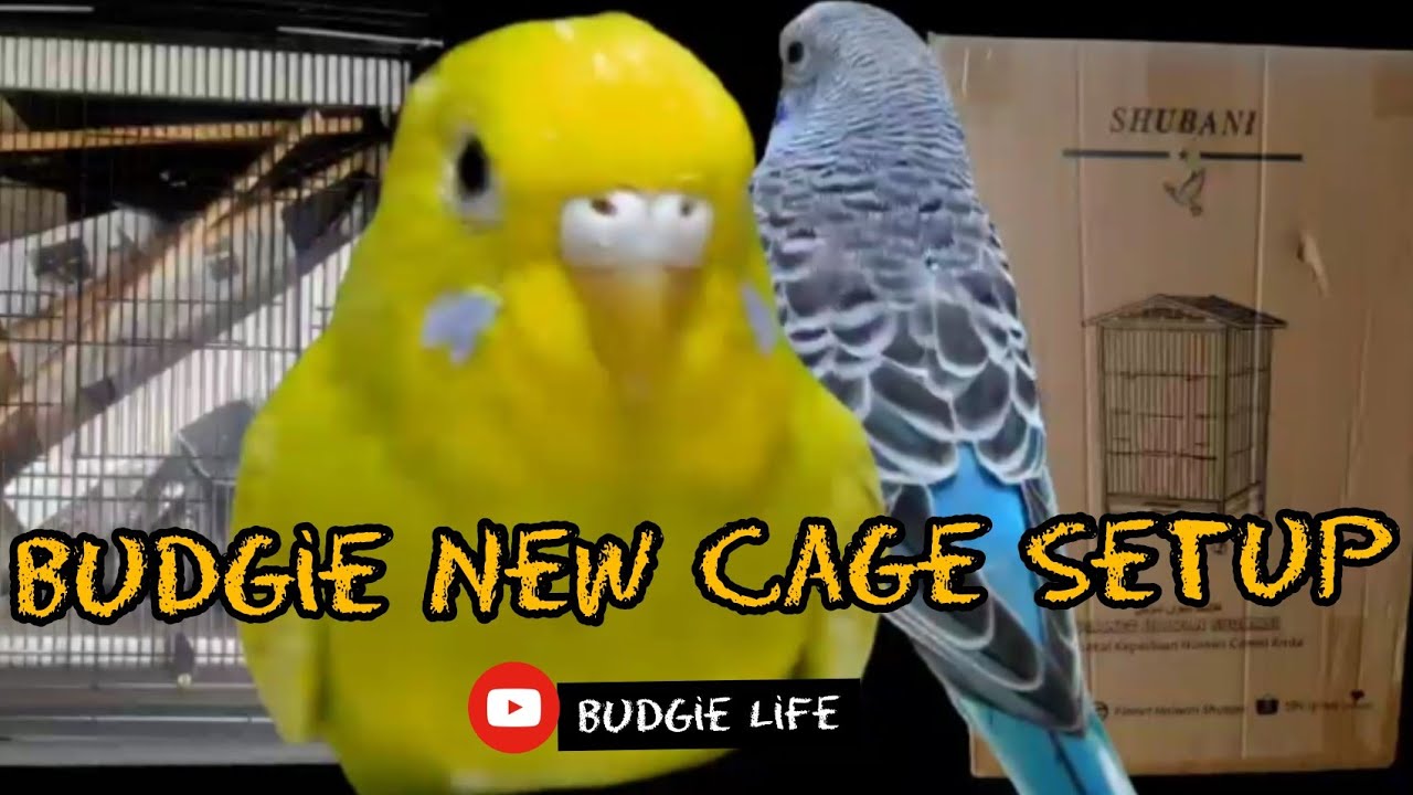 How to move your bird to a new cage