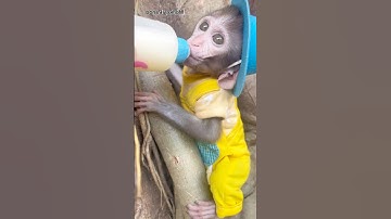 climb trees P9 #monkey #animals #trendingshorts #shorts #cute #memes #viralvideo #funny #short