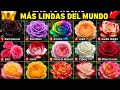 🌹 Las 15 Rosas Más Extrañas y Hermosas del Mundo que Casi Nadie Ha Visto ✨