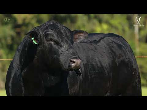Lote 03   TAT 113 M Brangus