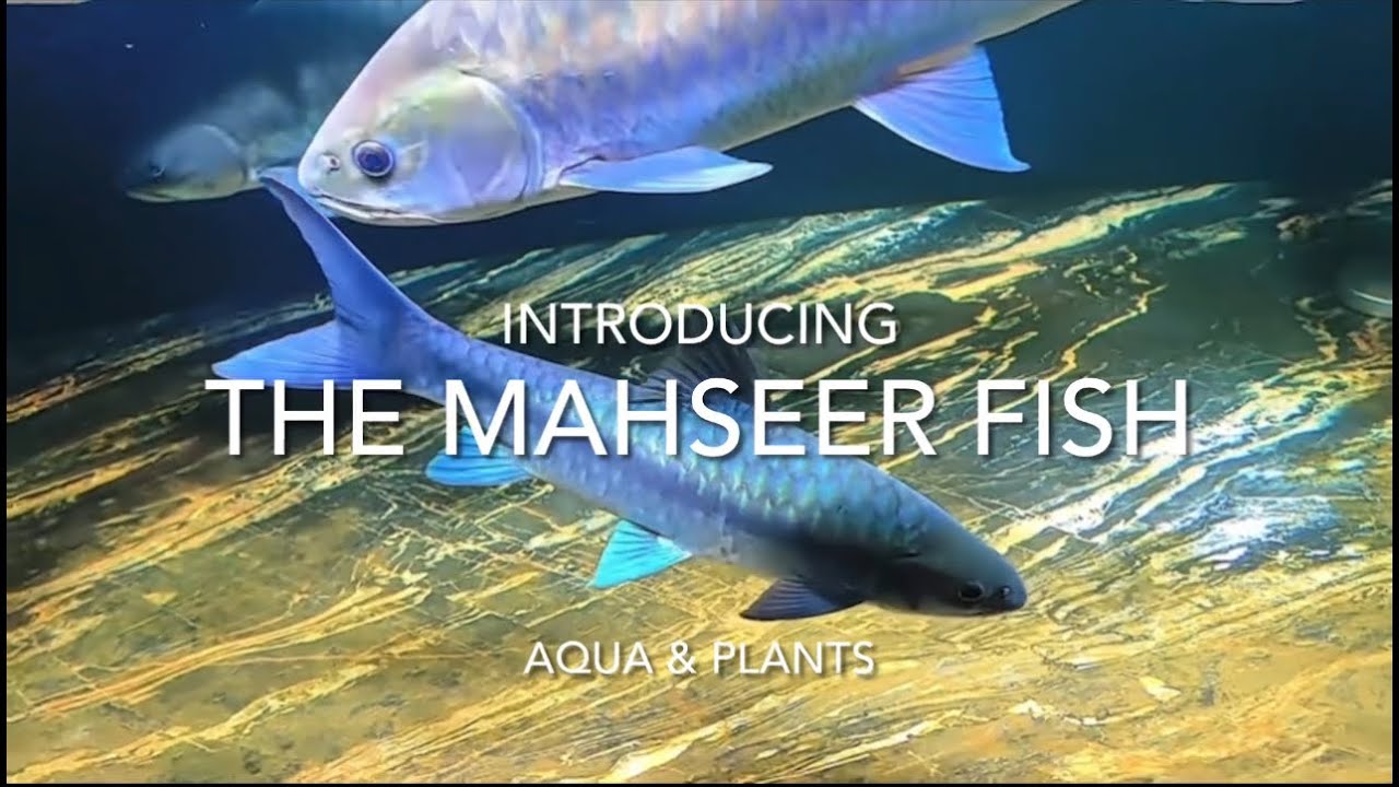 Masear Fish Introducing the Mahseer Fish #aquarium #fishtank #mahseer #mahseerfish ...