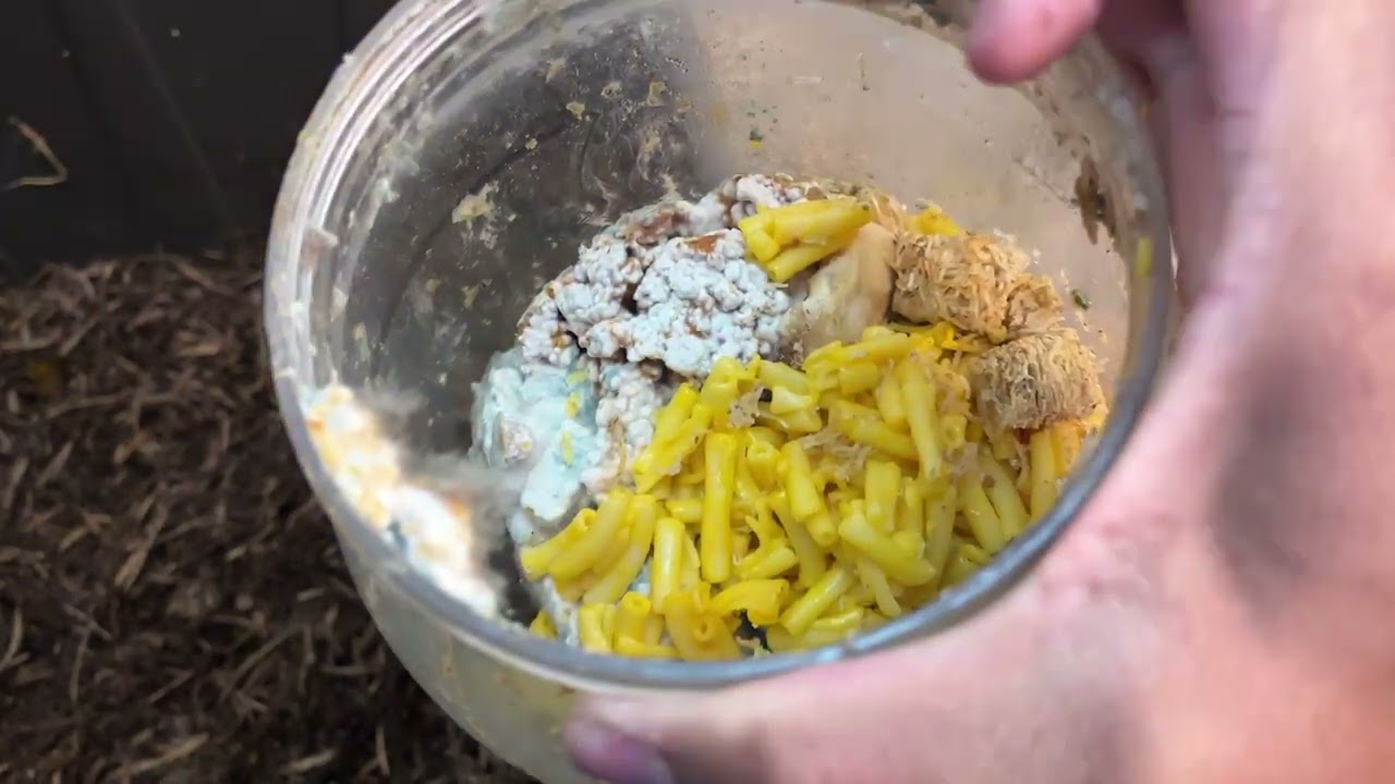 Adding Two Batches of Kitchen Scraps to Our Decomposition Sandbox | A Worm Farmer's Diary