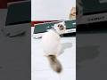 Rarity Nggak Mau Diganggu #catshorts #cat #cute #love #cutecat #fyp #virall #imut #pets #dj #fun