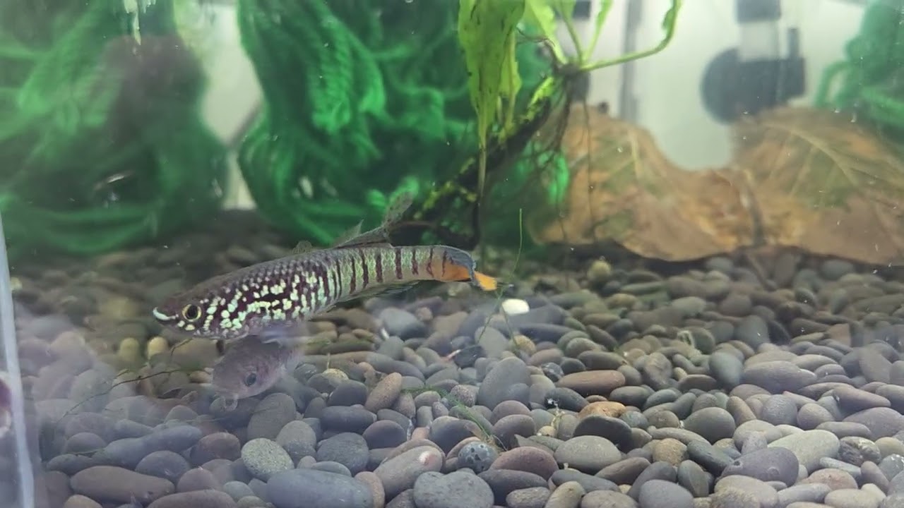 Fundulopanchax sjoestedti "Warri"