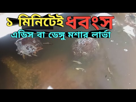 ভিডিও: আমার ঘরে কি মশার বংশবৃদ্ধি হয়?