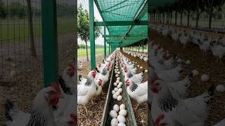 My Poultry Farm: Raising Chickens, Ducks, and Geese Care