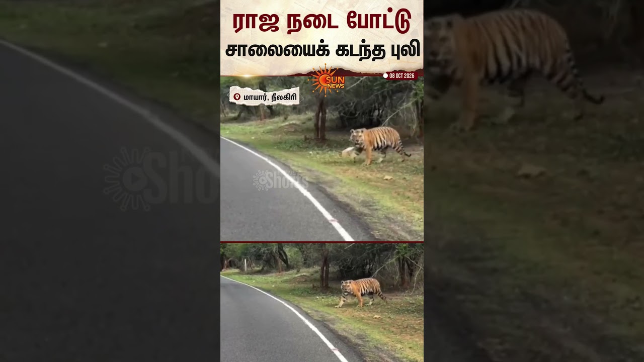 Royal Bengal Tiger | Mudumalai Tiger | முதுமலையில் கம்பீரமாக உலா வந்த புலி | Sun News