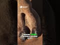 Camel's Desert Survival Wide Feet and Thorny Plant Diet!