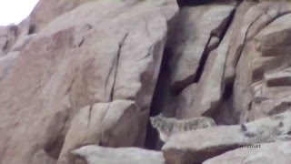 野生のユキヒョウ映像⑦in Ladakh