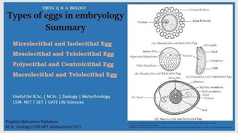 Types of eggs in embryology