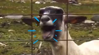 Screaming Sheep Original