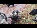 Millow en balade avec les filles de la lgende du loup noir