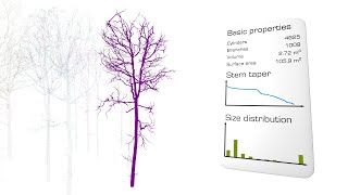 3D Forest Information