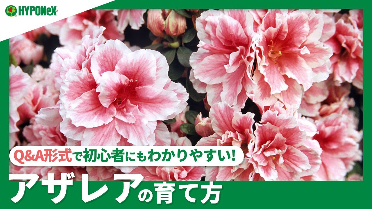 春から始めるアザレア栽培 アザレアの魅力は 育て方のコツは 植物とあなたをつなぐplantia