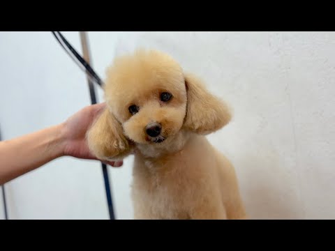 トリミングにご満悦なトイプードル✂︎（ココちゃん） - YouTube