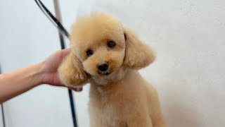 トリミングにご満悦なトイプードル✂︎（ココちゃん） - YouTube
