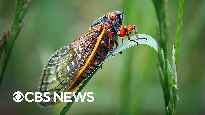 What to know about the trillions of cicadas about to swarm the U.S. - DayDayNews