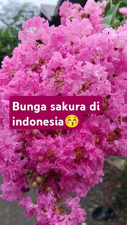 #bunga sakura indonesia