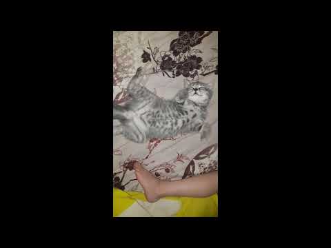 Котенок СПИТ без задних ног ПРИКОЛ🎀Смешные животные🐾СМЕШНЫЕ КОТЫ🐾Котенок МАЯ