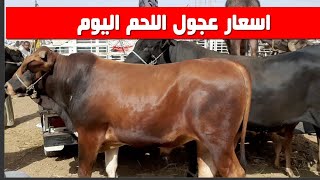 اسعار عجول اللحم جميع الموازين بسوق الثلاثاء  اليوم 15/ ٣/ ٢٠٢٢م