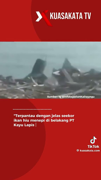 hiu tutul du pantai ngebum kaliwungu kab. kendal jawa tengah